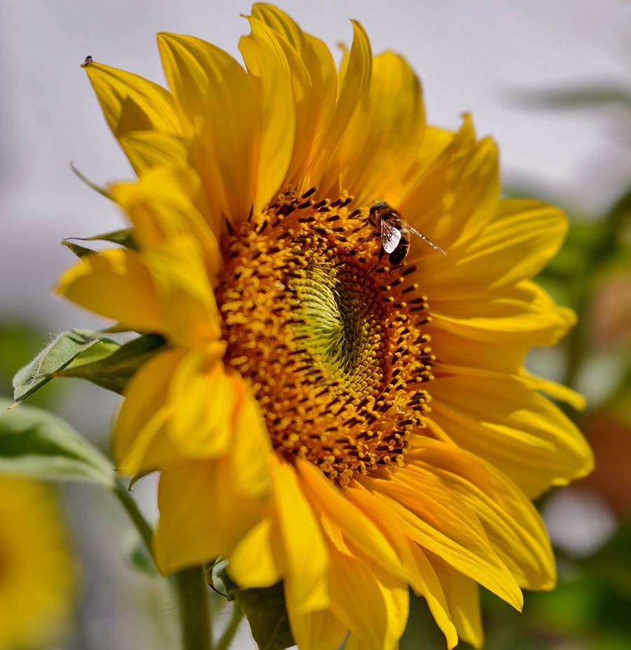 Imagen de abeja en flor de girasol