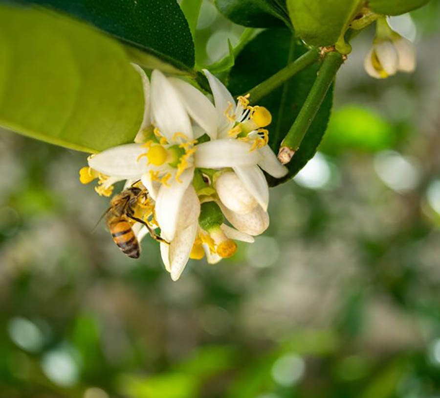 Imagen de abeja en flor de limon