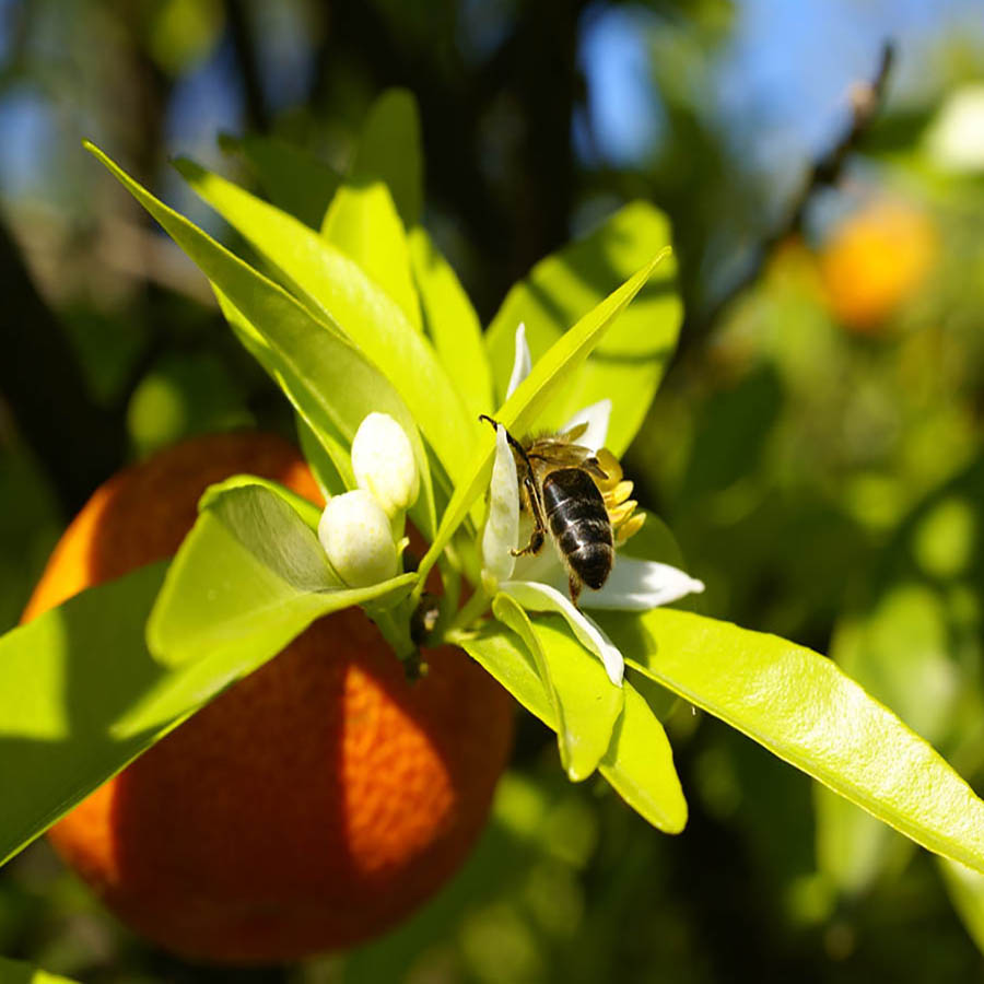 imagen de una abeja en una flor de azahar
