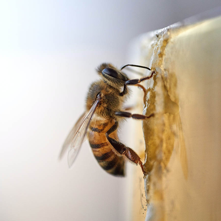 imagen de una abeja con nectar